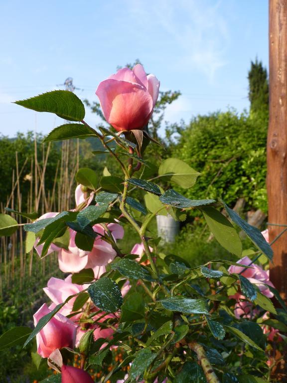 B&B The Roses Garden 밀레시모 외부 사진